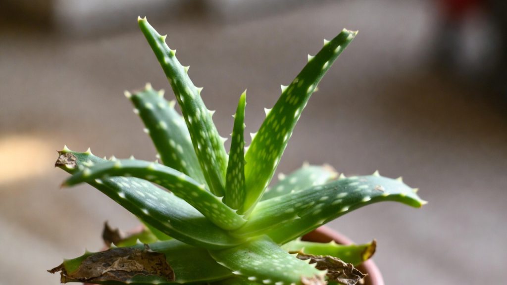 Aloe vera — efect calmant și antiinflamator